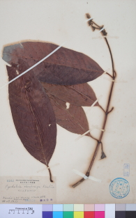 Specimen thumbnail